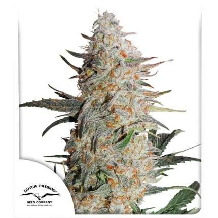 Critical Orange Punch - Zigg Seeds